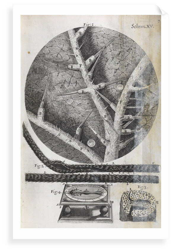 Microscopic views of nettle and wild oat by Robert Hooke