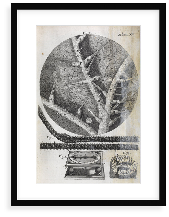Microscopic views of nettle and wild oat by Robert Hooke