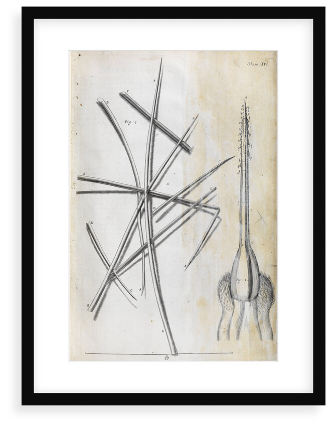 Microscopic views of the cowitch plant and sting of a bee by Robert Hooke
