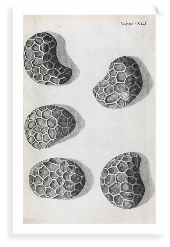 Microscopic views of poppy seeds by Robert Hooke