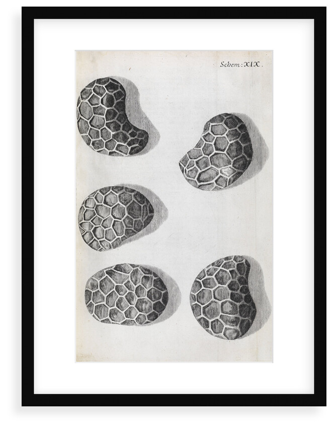 Microscopic views of poppy seeds by Robert Hooke