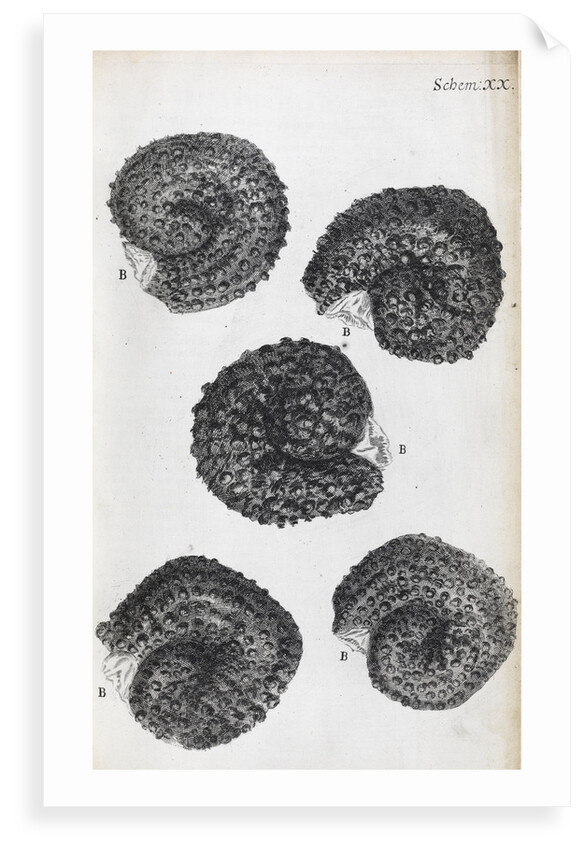 Microscopic views of purslane seeds by Robert Hooke