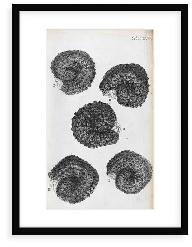 Microscopic views of purslane seeds by Robert Hooke