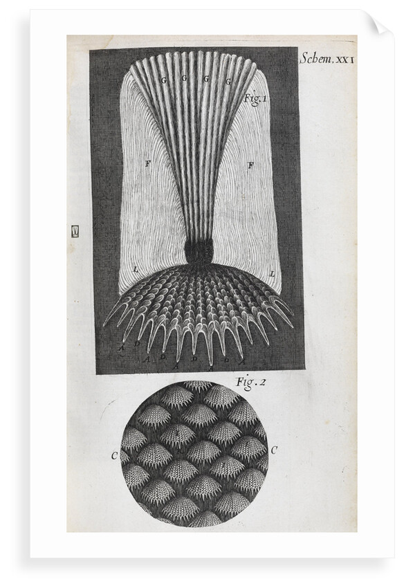 Microscopic views of fish scales by Robert Hooke