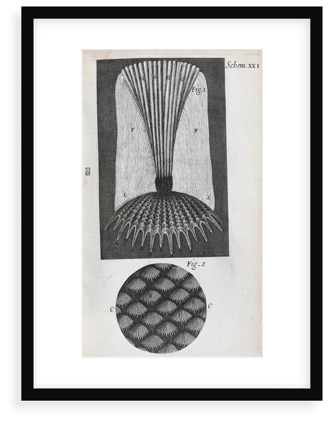 Microscopic views of fish scales by Robert Hooke