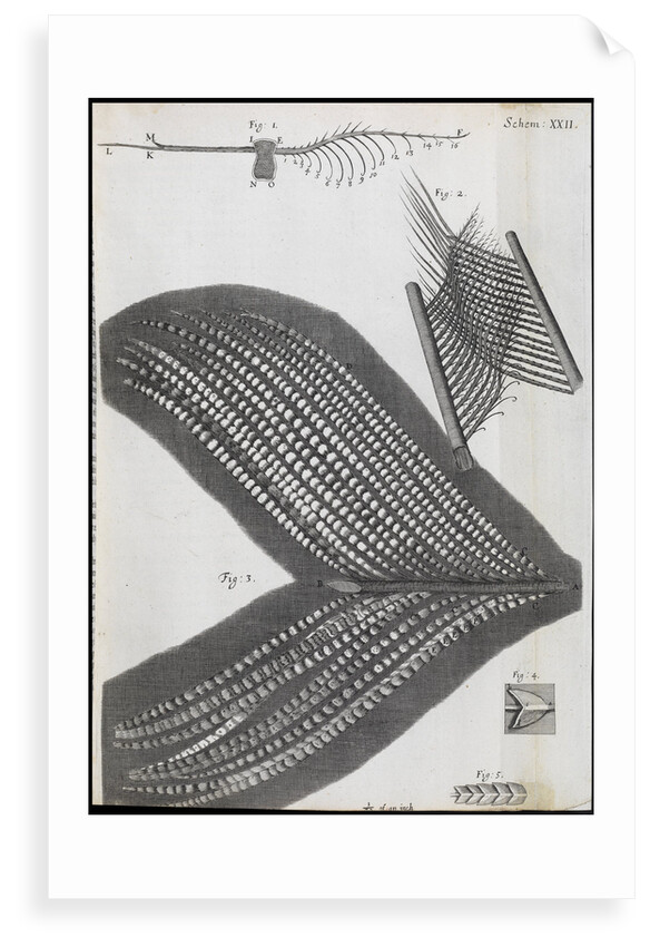 Microscopic views of feathers by Robert Hooke