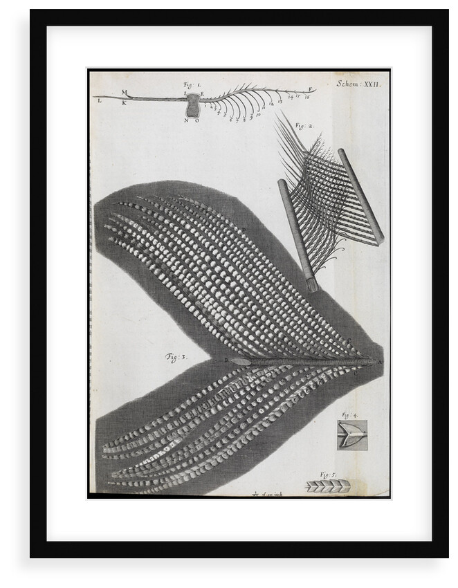 Microscopic views of feathers by Robert Hooke