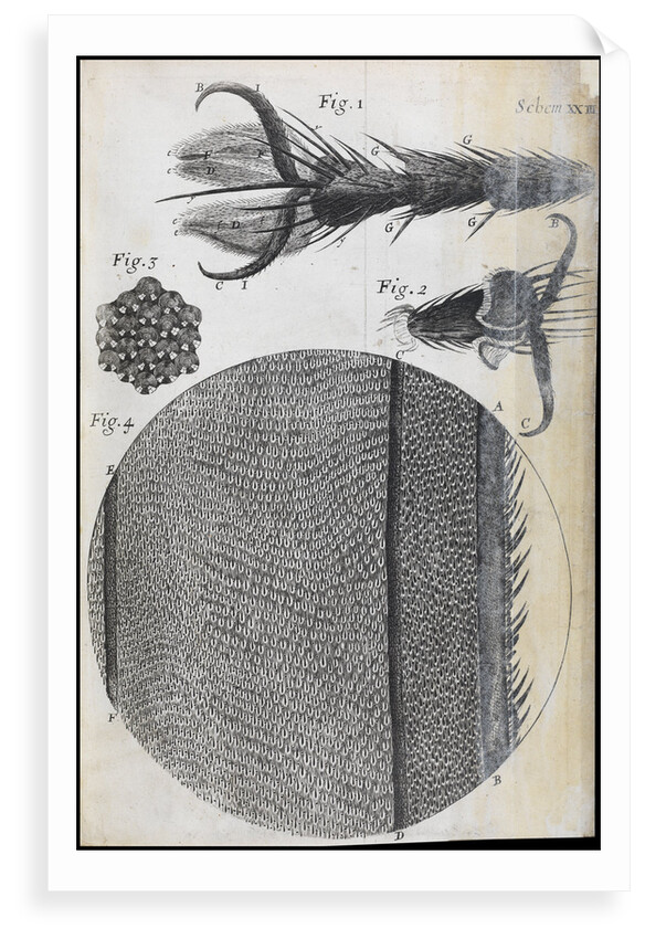 Microscopic views of a fly by Robert Hooke