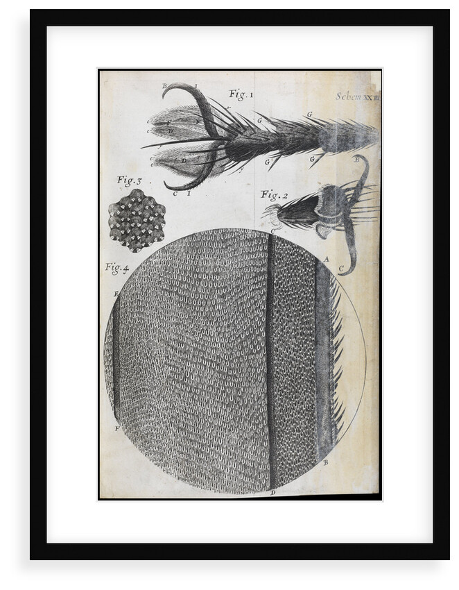 Microscopic views of a fly by Robert Hooke