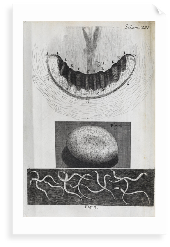 Microscopic views of a snail's teeth, silk-worm's egg and vinegar eels by Robert Hooke