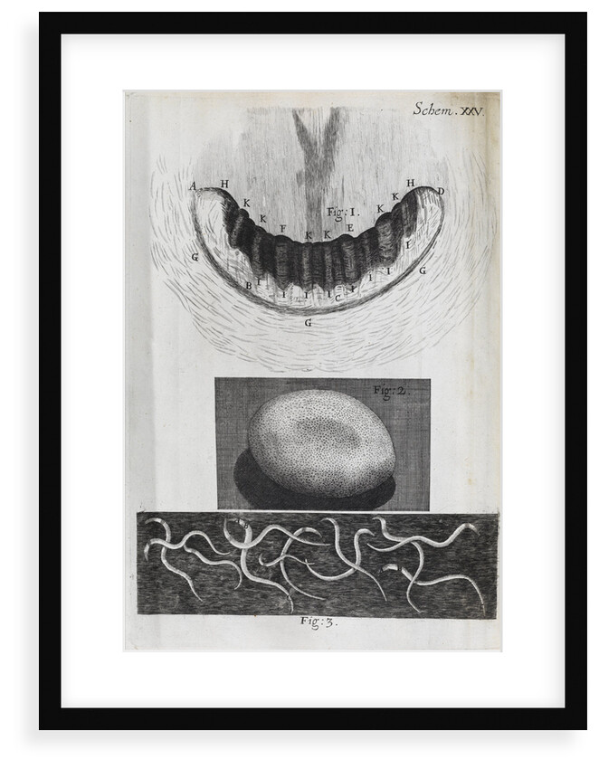 Microscopic views of a snail's teeth, silk-worm's egg and vinegar eels by Robert Hooke