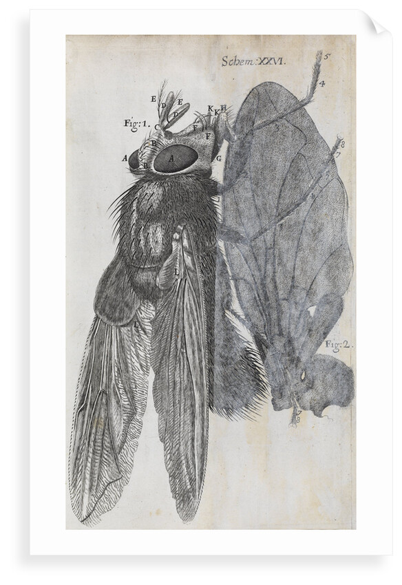 Microscopic views of a blue fly by Robert Hooke