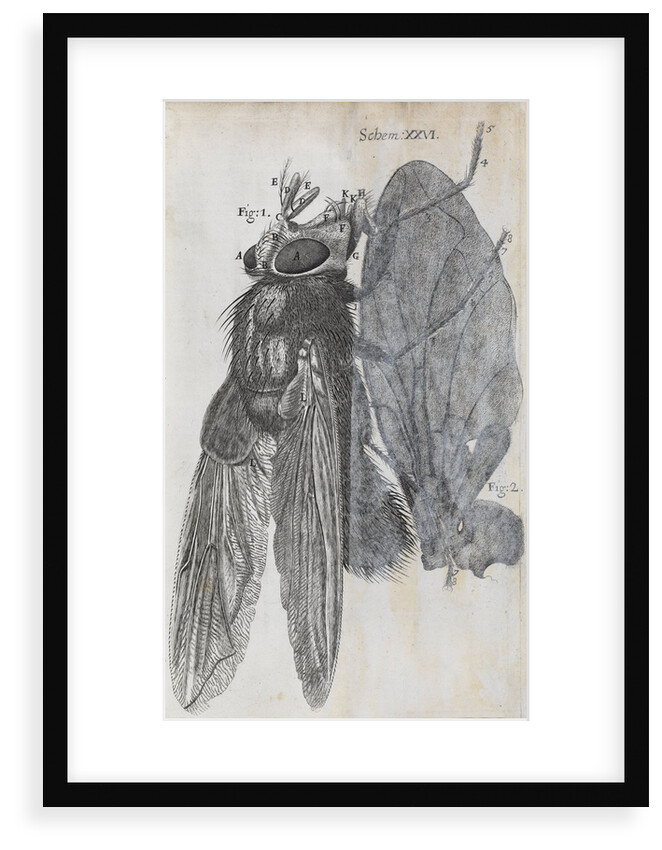 Microscopic views of a blue fly by Robert Hooke