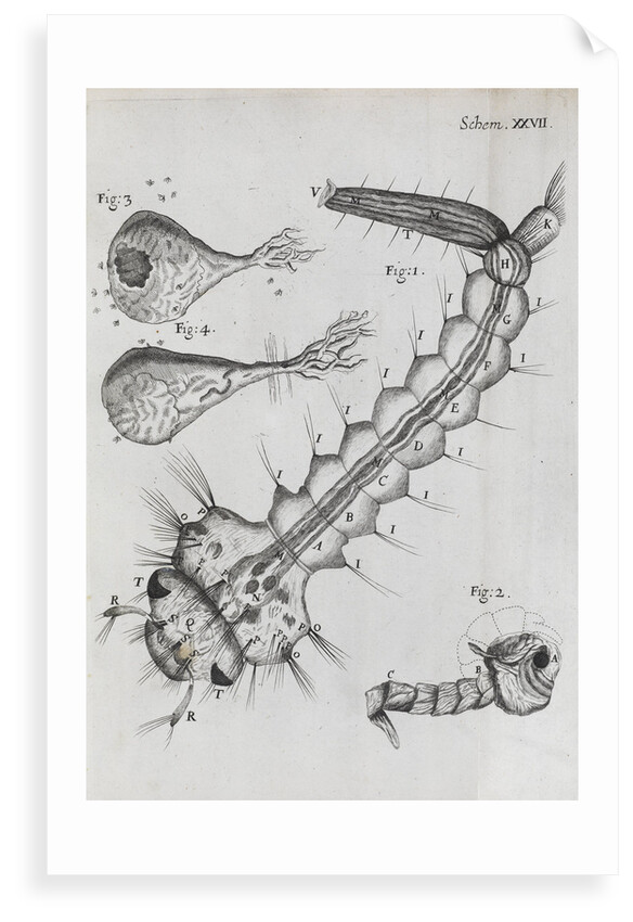 Microscopic views of a water-dwelling insect by Robert Hooke