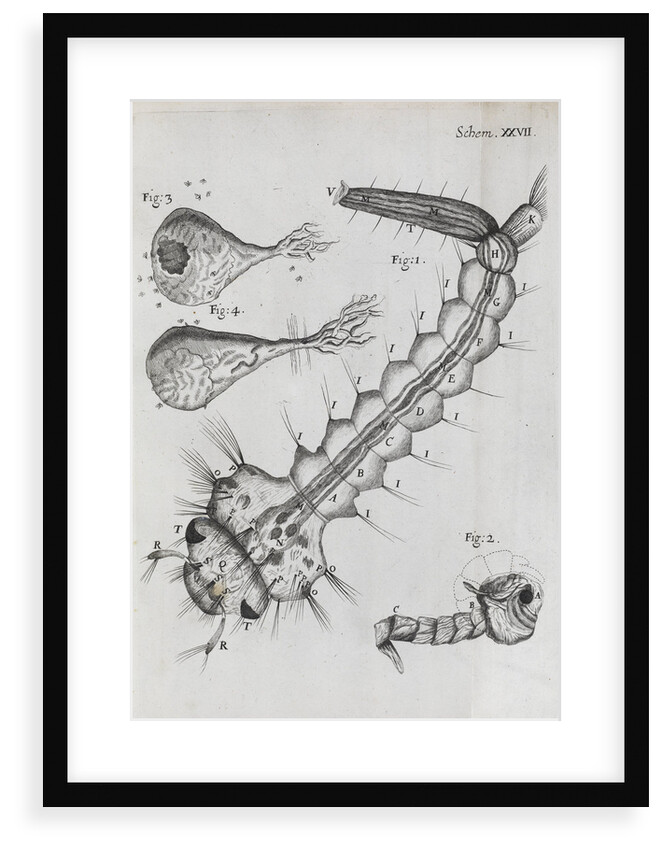 Microscopic views of a water-dwelling insect by Robert Hooke