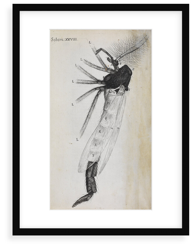 Microscopic views of a gnat by Robert Hooke