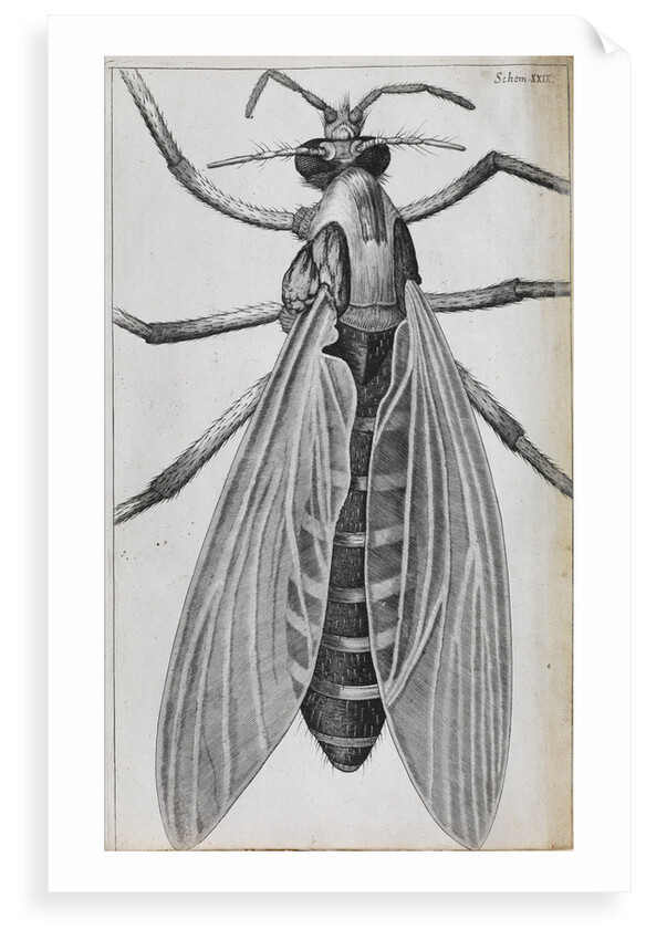 Microscopic views of a female gnat by Robert Hooke