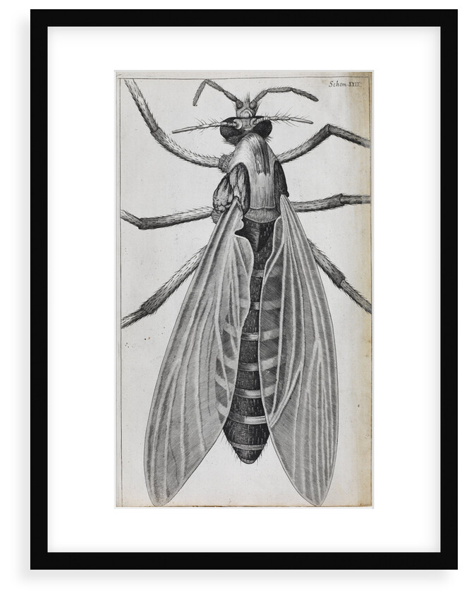 Microscopic views of a female gnat by Robert Hooke