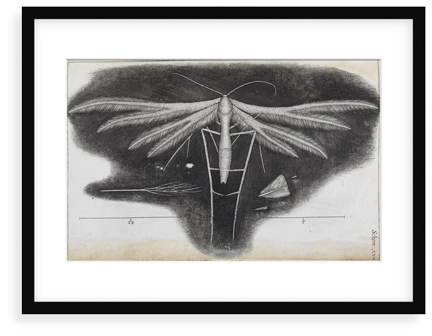 Microscopic view of a white feather-winged moth by Robert Hooke