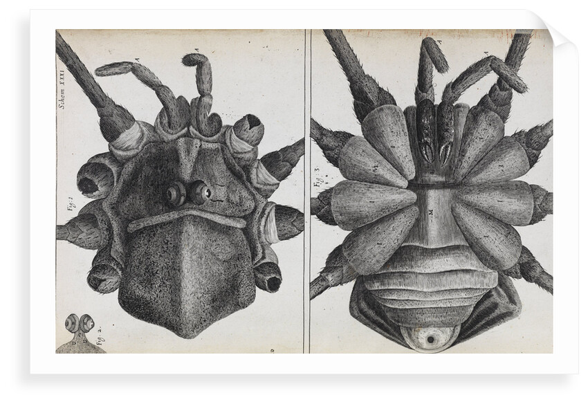 Microscopic views of a spider by Robert Hooke