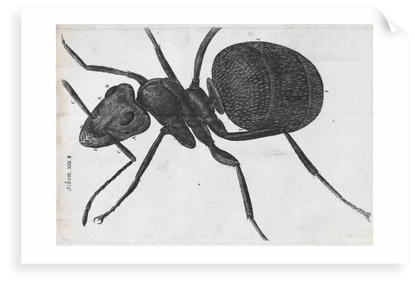 Microscopic view of an ant by Robert Hooke