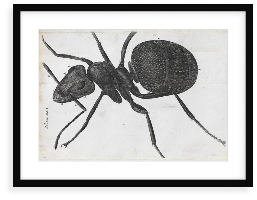 Microscopic view of an ant by Robert Hooke