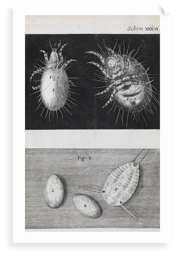 Microscopic views of mites by Robert Hooke