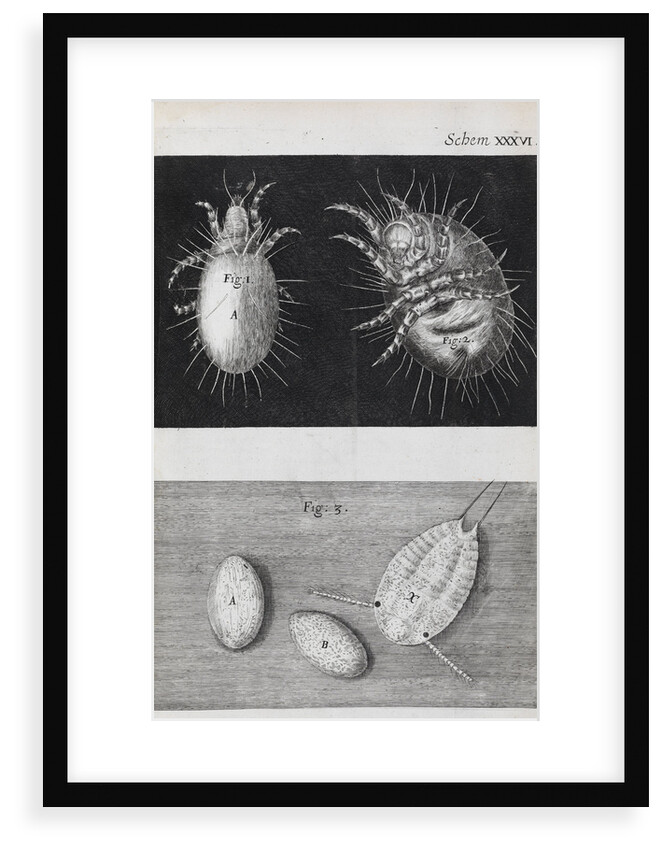 Microscopic views of mites by Robert Hooke