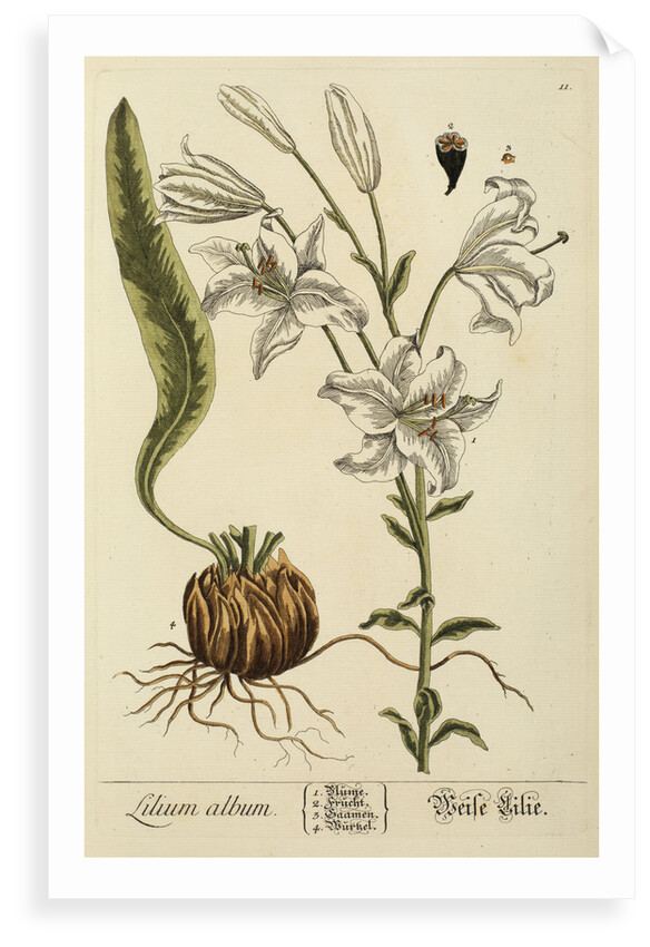 'Lilium album' by Elizabeth Blackwell