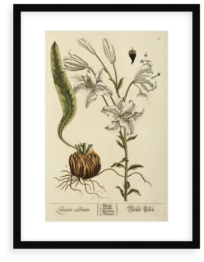 'Lilium album' by Elizabeth Blackwell