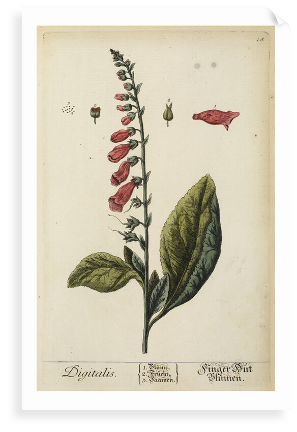 'Digitalis' by Elizabeth Blackwell