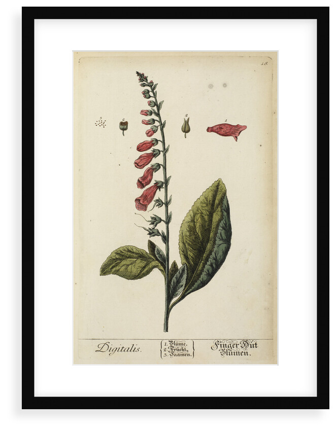 'Digitalis' by Elizabeth Blackwell