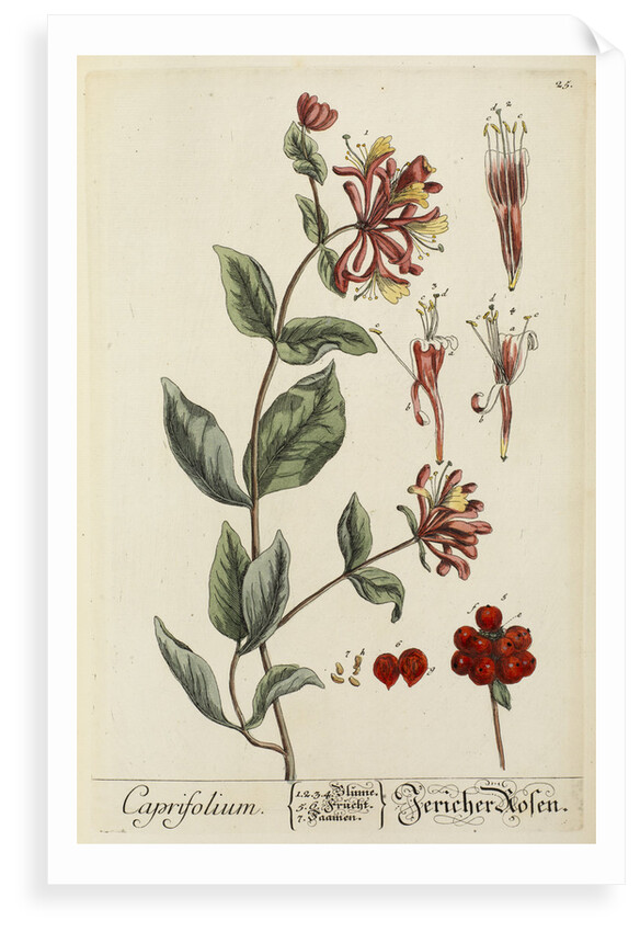 'Caprifolium' by Elizabeth Blackwell