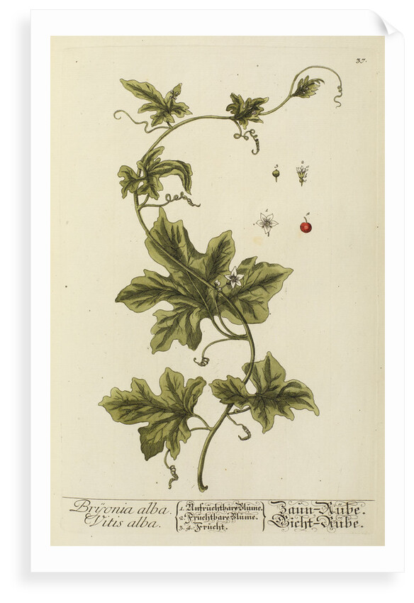 'Bryonia alba' by Elizabeth Blackwell