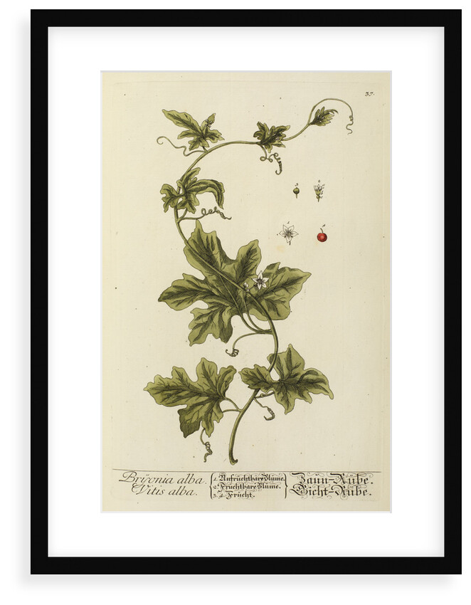 'Bryonia alba' by Elizabeth Blackwell