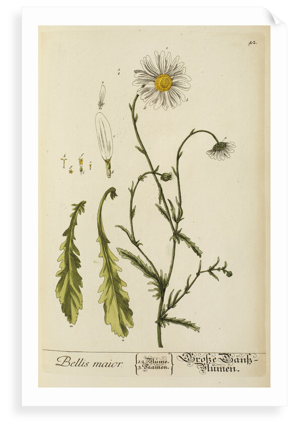 'Bellis maior' by Elizabeth Blackwell