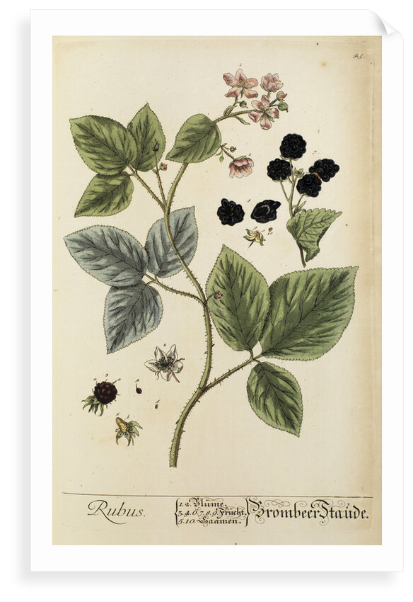 'Rubus' by Elizabeth Blackwell