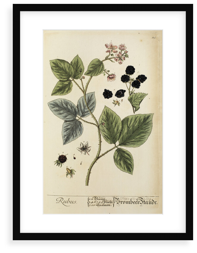 'Rubus' by Elizabeth Blackwell