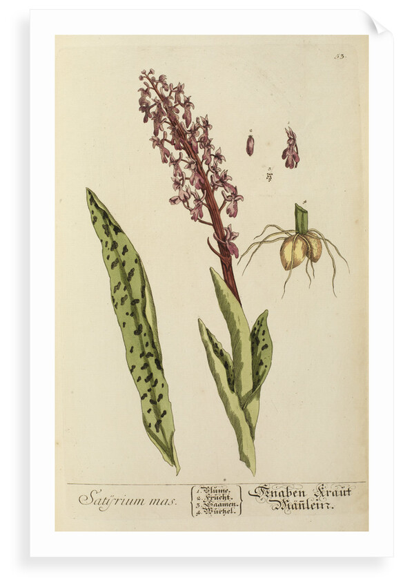 'Satyrium mas' by Elizabeth Blackwell