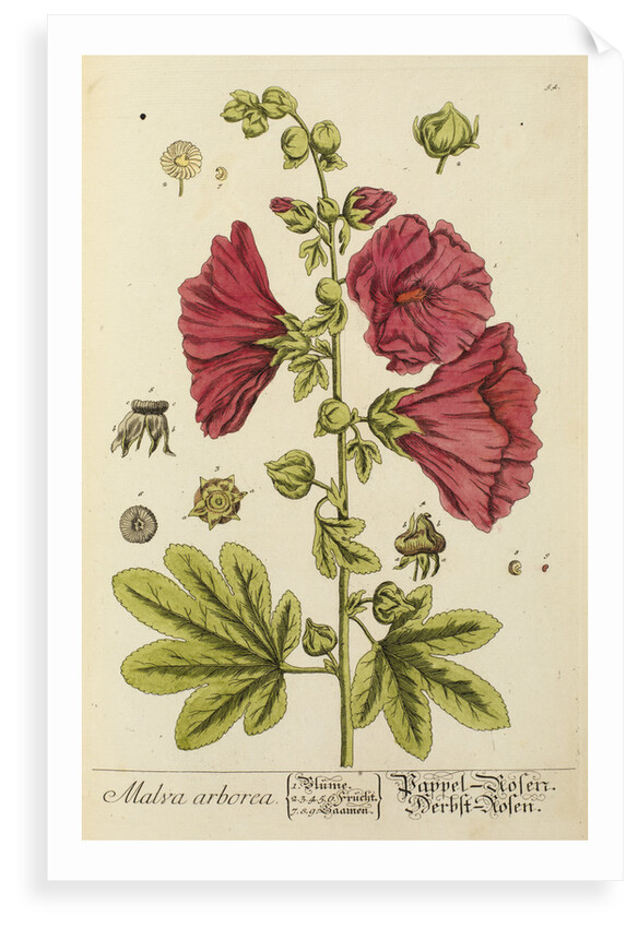'Malva arborea' by Elizabeth Blackwell