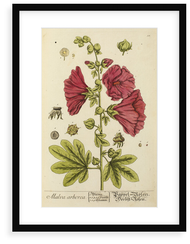 'Malva arborea' by Elizabeth Blackwell