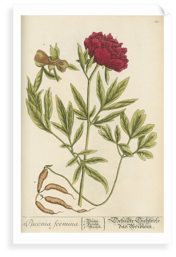 'Paeonia foemina' by Elizabeth Blackwell