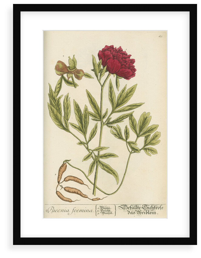 'Paeonia foemina' by Elizabeth Blackwell