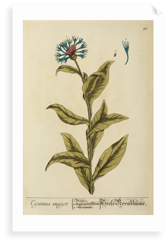 'Cyanus major' by Elizabeth Blackwell