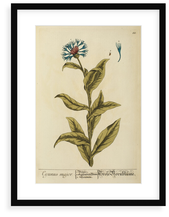 'Cyanus major' by Elizabeth Blackwell