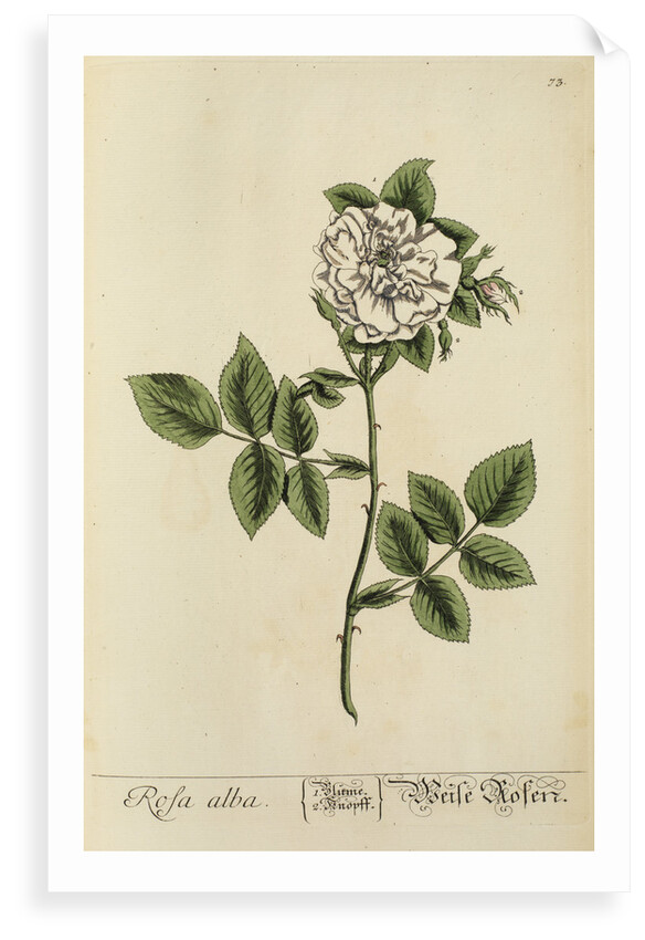 'Rosa alba' by Elizabeth Blackwell