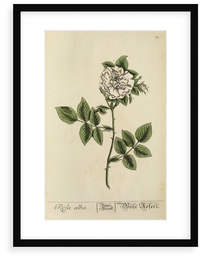 'Rosa alba' by Elizabeth Blackwell
