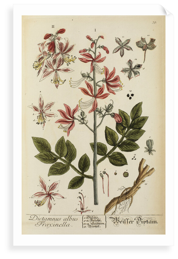 'Dictamnus albus' by Elizabeth Blackwell