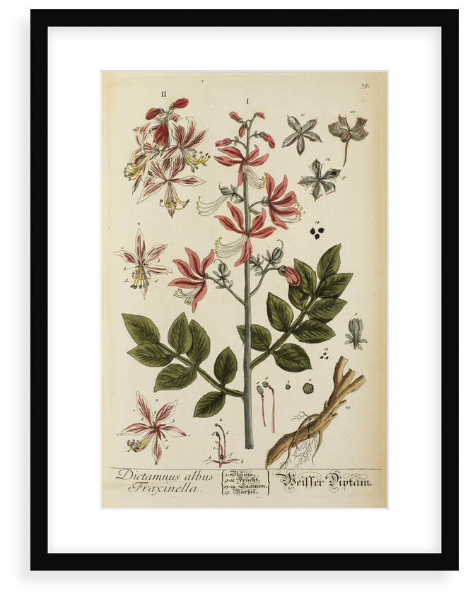 'Dictamnus albus' by Elizabeth Blackwell