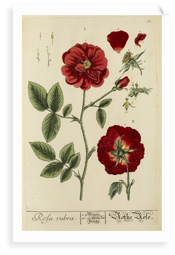 'Rosa rubra' by Elizabeth Blackwell